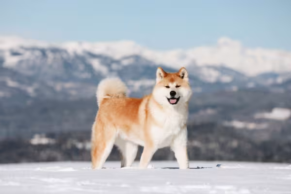Akita com montanhas de fundo