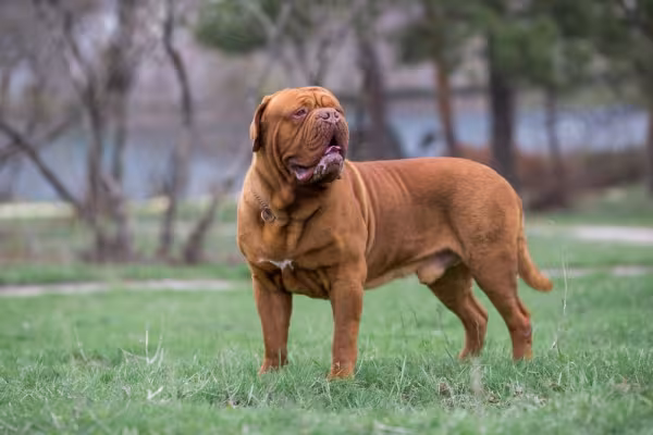 Dogue de Bordeaux andando no parque