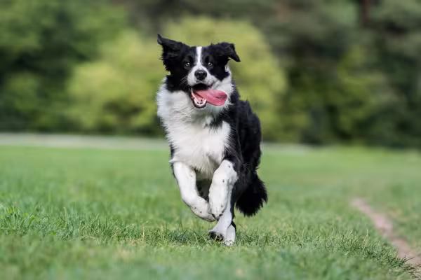 Border Collie correndo