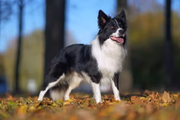 Border Collie em pé ao ar livre