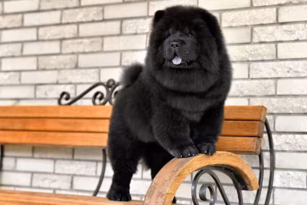 Chow Chow preto em cima de banco