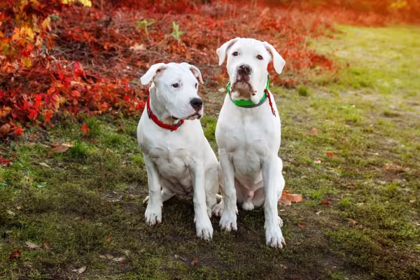 Dois Dogo Argentino  juntos