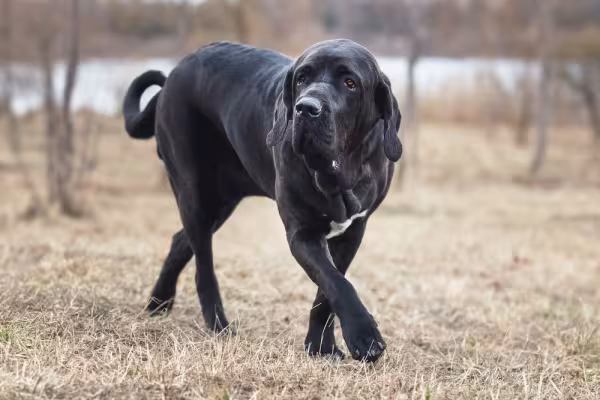 Fila Brasileiro preto andando por parque