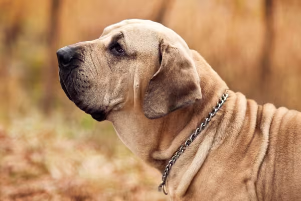 Fila Brasileiro visto de lado