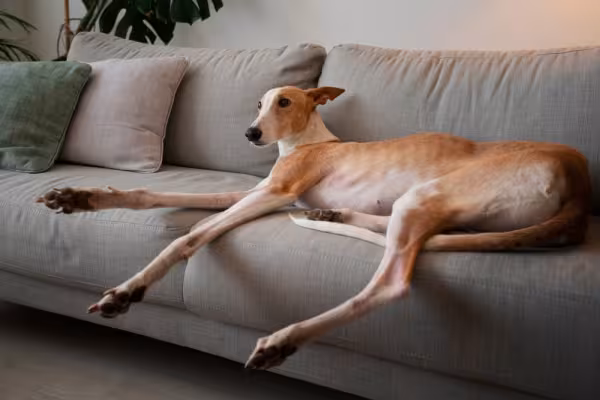 Galgo Inglês deitado no sofá