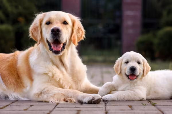 Golden Retriever mãe e filhote
