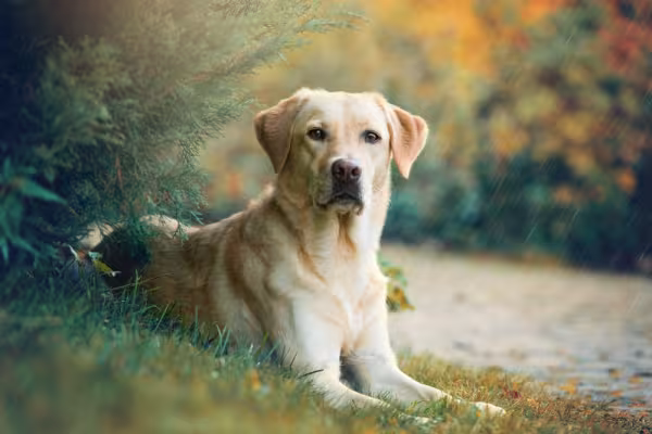 Labrador caramelo deitado na grama posando para a foto