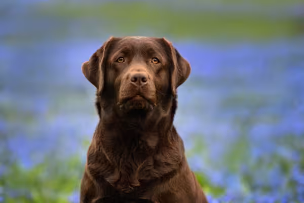 Labrador marrom sentado em frente a um campo de flores