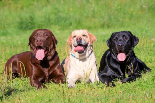 3 Labradores de cores diferentes: um marrom, caramelo e preto