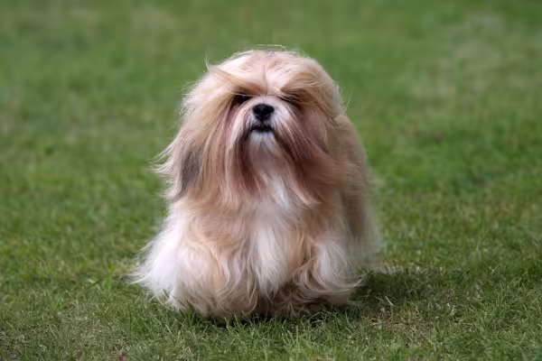 Lhasa Apso descabelo na grama