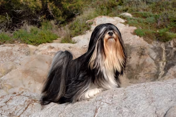 Lhasa Apso preto em cima de pedra