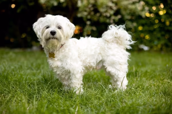 Raça de cachorro Maltês é bem branquinha