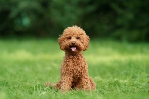 Poodle marrom sentado na grama