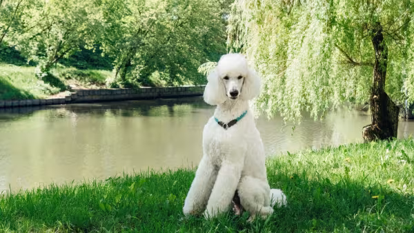 Poodle branco grande sentado na grama