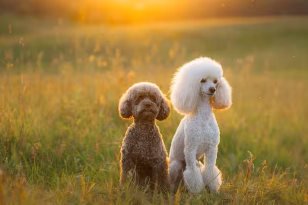 Poodle branco e marrom lado a lado ao ar livre