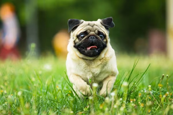 Pug correndo no gramado
