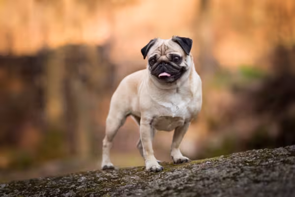 Pug em pé em cima de pedra