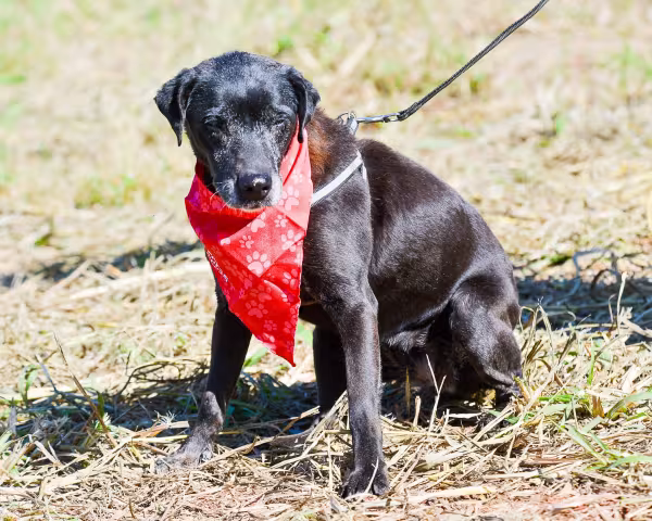  vira-lata preto de bandana sentado na grama