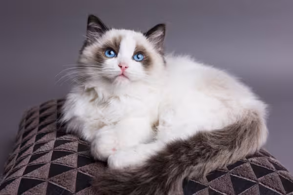 Raças de gato: Ragdoll deitado em almofada