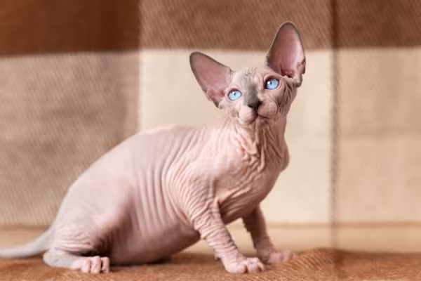 Raças de gato: Sphynx sentado