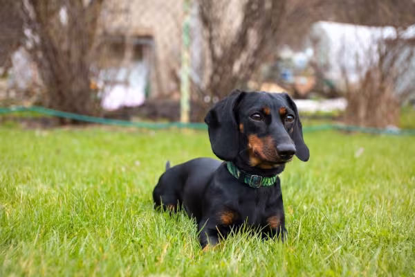 Raças de cachorro: Dachshund deitado