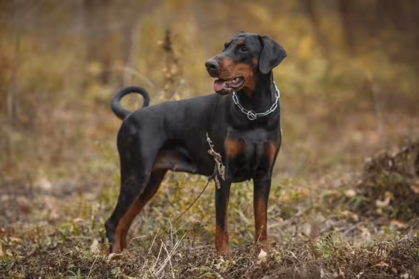 Raças de cachorro: Doberman de pé