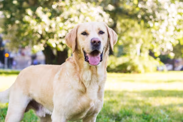 Raças de cachorro: Labrador de pé