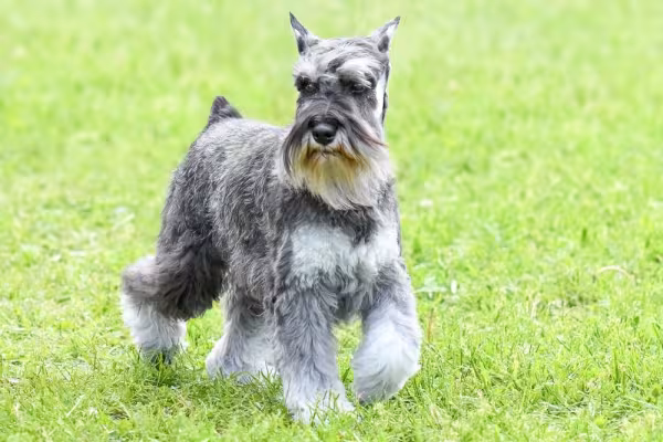 Raças de cachorro: Schnauzer de pé