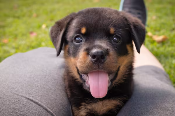 Filhote de Rottweiler feliz com a língua de fora