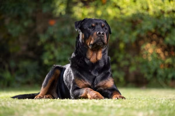Rottweiler deitado imponente na grama