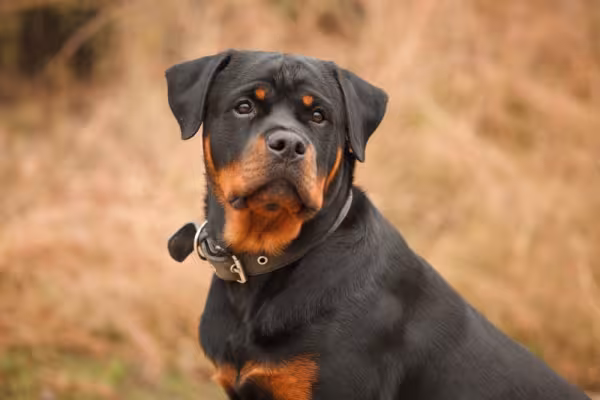 Rottweiler olhando para a câmera