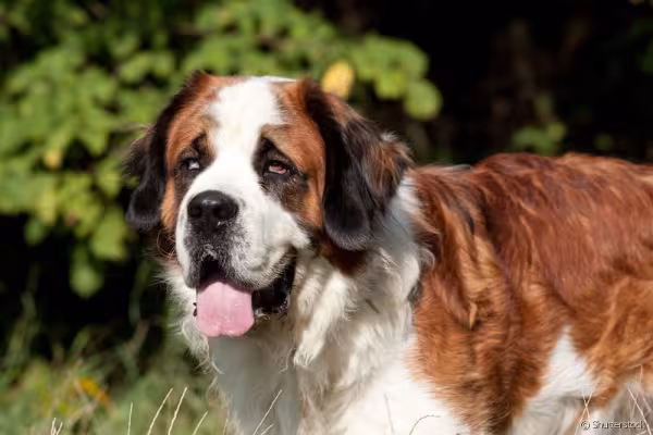 Cachorro São Bernardo com a língua de fora