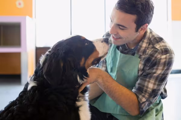 Cachorro São Bernardo recebendo carinho de homem