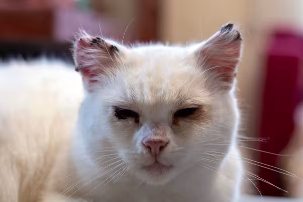 A sarna otodécica em gatos pode se apresentar com crostas escuras na orelha do bichano 