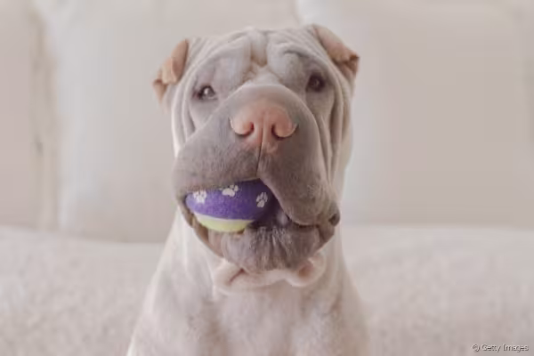 Shar Pei com bola na boca