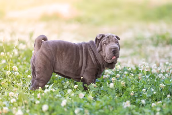 Shar Pei cinza andando por campo florido