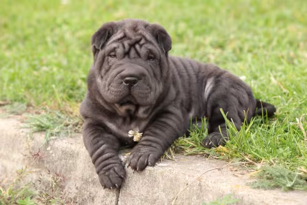 Shar Pei filhote preto deitado na grama