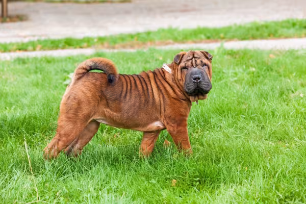 Shar Pei cheio de dobrinhas andando pela grama olhando