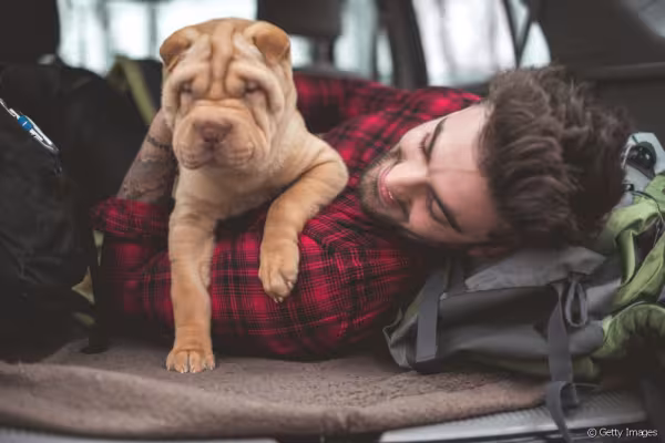 Shar Pei filhote no colo de homem