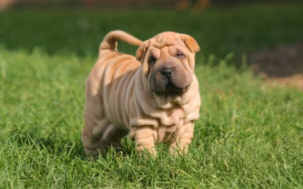Shar Pei filhote andando pela grama
