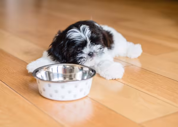 Shih Tzu filhote com pote na frente