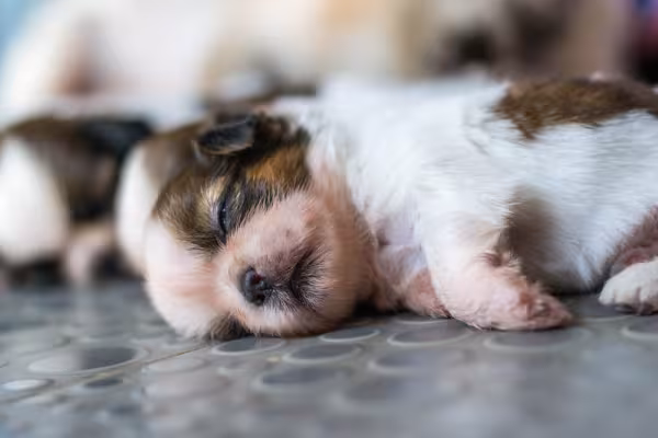 Shih Tzu recém-nascido dormindo