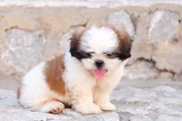 Shih Tzu filhote com a língua de fora