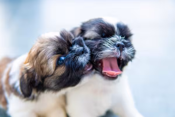 Dois Shih Tzu filhotes interagindo