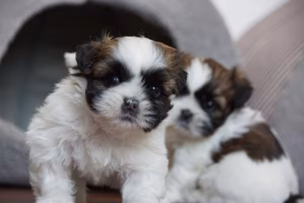 Dois Shih Tzu filhotes juntos
