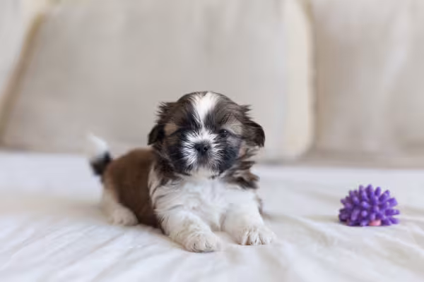 Shih Tzu filhote deitado com um brinquedinho roxo do lado
