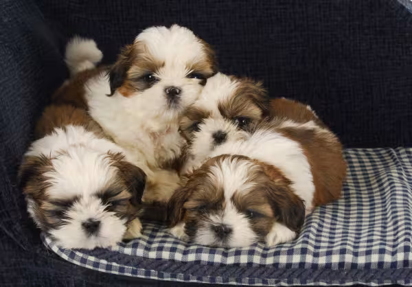 Vários Shih Tzu filhotes juntos