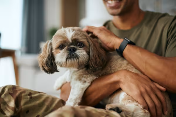 Shih Tzu  no colo recebendo carinho