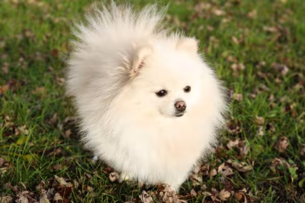 Spitz Alemão branco peludo