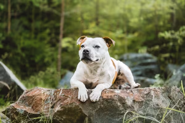 Staffordshire Bull Terrier deitado em cima de tronco